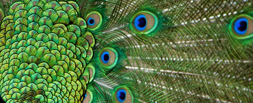 Beautiful view of peacock tail feathers