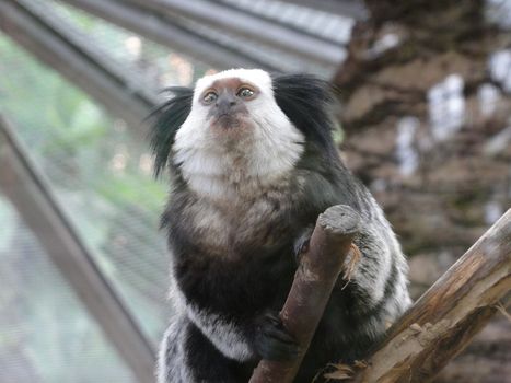 Photo of a Marmoset in a zoo