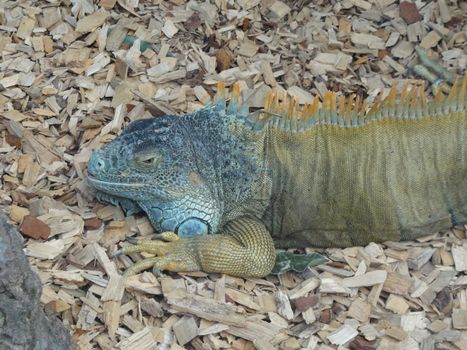 Close up photo of an Iguana
