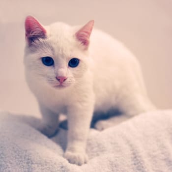 beautiful white cat in front of white background