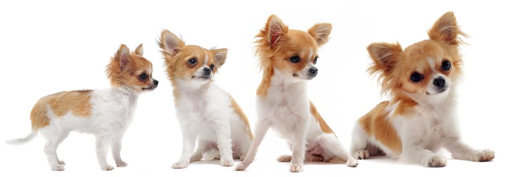 growth of  purebred  chihuahua in front of white background between three month and one year