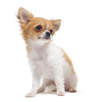 portrait of a cute purebred  puppy chihuahua in front of white background