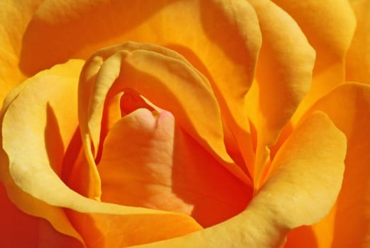 close up of yellow rose