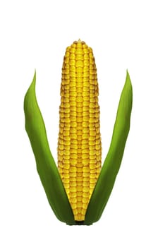 Corn ear are isolated on a white background