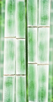 bamboo background or texture
