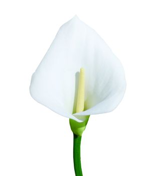 Single calla lily isolated on white background