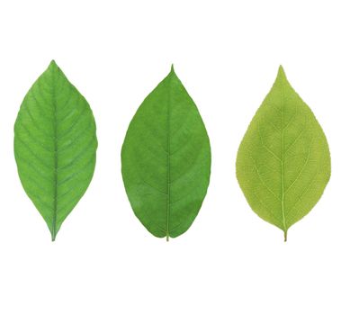 Green leaf