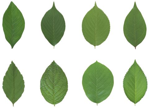Green leaf