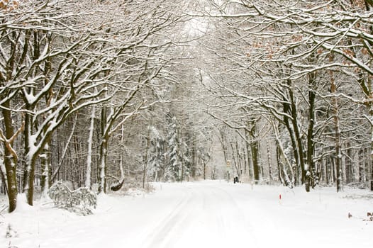 landscape of a forest and road covered with  snow
