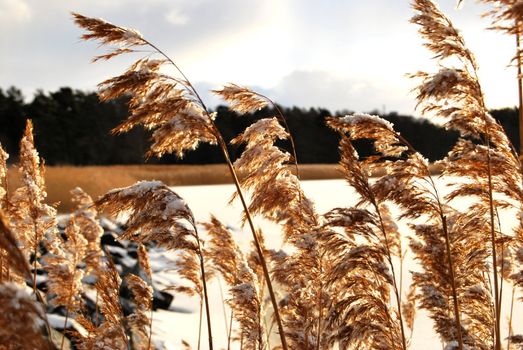 View of yellow cane and fresh snow at sunny day.