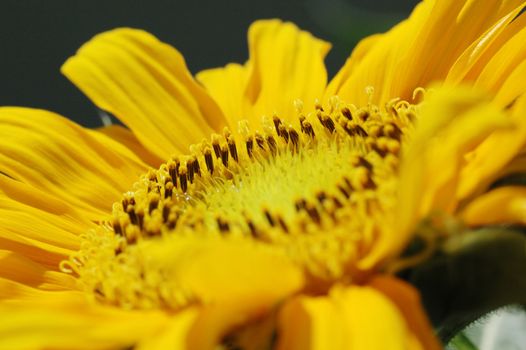 Macro close up shot of sunflower Helianthus annuus