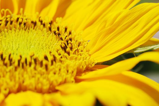 Macro close up shot of sunflower Helianthus annuus