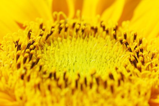 Macro close up shot of centre of sunflower Helianthus annuus