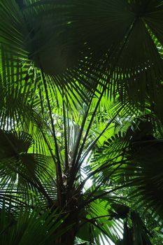 View from under a palm tree family