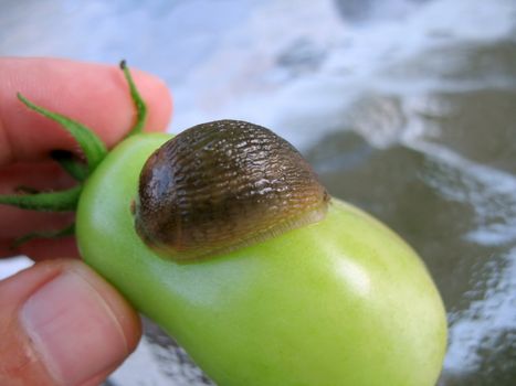 A closeup of a slug on a fresh garden tomato. He rolled up into a little ball like an armadillo when i touched him.