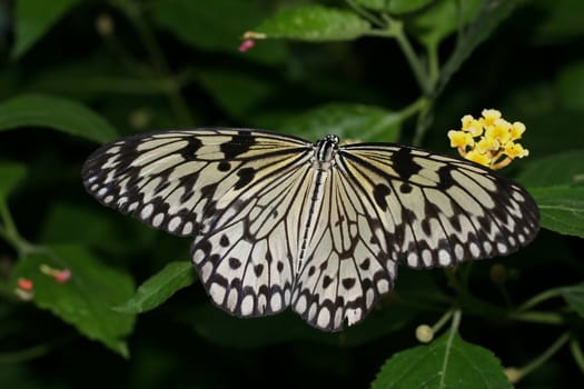 Paper Kite Butterfly (Idea leuconoe) on a lantana flower.