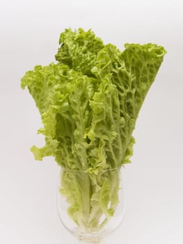 Plant lettuce