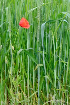 Poppy in wheat seedling field