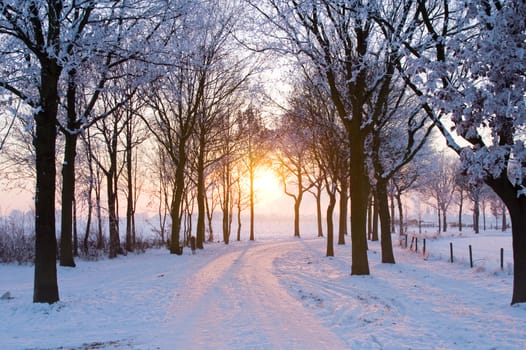 scenic winter landscape with sunset trough some trees coming