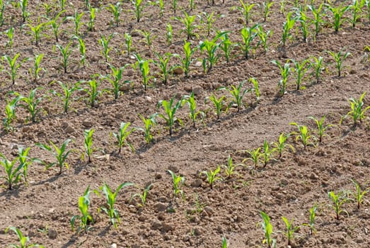 Corn seedlings field
