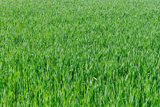 Wheat seedling field