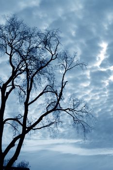 Naked trees on a background of the storm sky