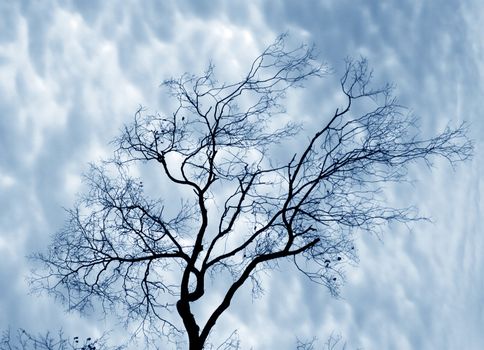 Naked trees on a background of the storm sky