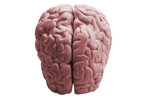 The human brain