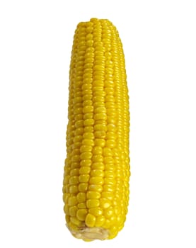 Sweet Corns isolated On White Background