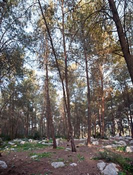 Spring Pine forest with blooming cyclamen. February. Israel.