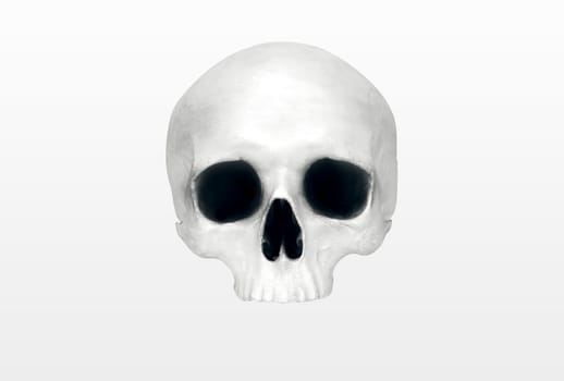 close up of a skeleton on white background