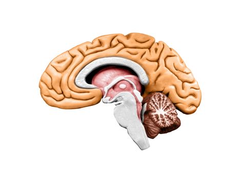 brain model