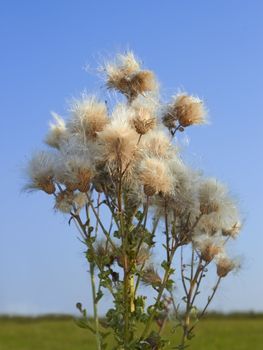 Thistle plant with lots of mature seeds on the background of field and sky