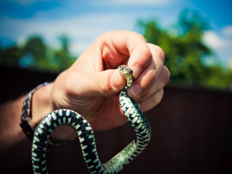 Handling of a grass snake (Natrix natrix) being demonstrated