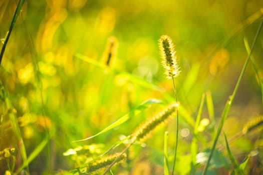 long grass meadow closeup with bright sunlight