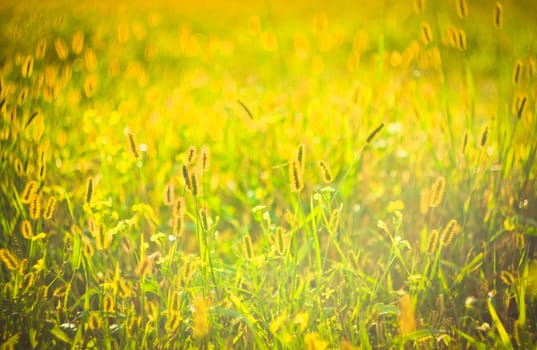 long grass meadow closeup with bright sunlight