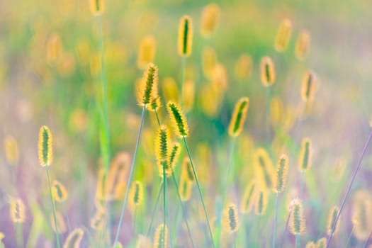 long grass meadow closeup with bright sunlight