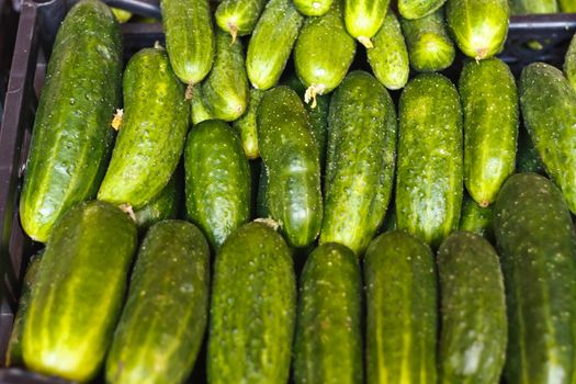 Cucumbers bunched together For Sale At Market good as a background