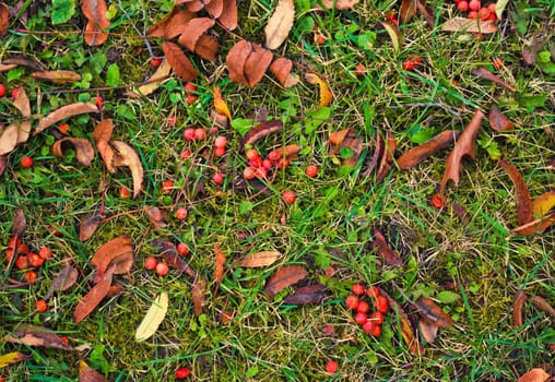 Rowan berries on a autumn background