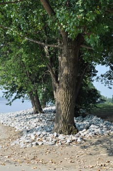 Tree on bank of river