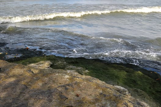 Algae leaves and water