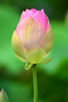 pink lotus