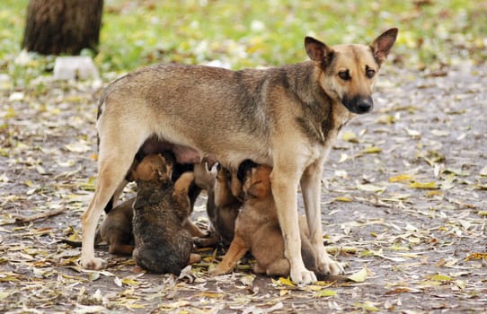 Mother dog with children on the lawn