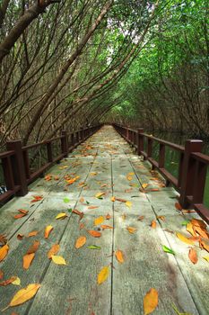 walkway in mangrove forest