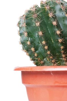 Closeup view of juicy succulent green cactus