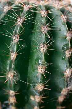 Closeup view of juicy succulent green cactus