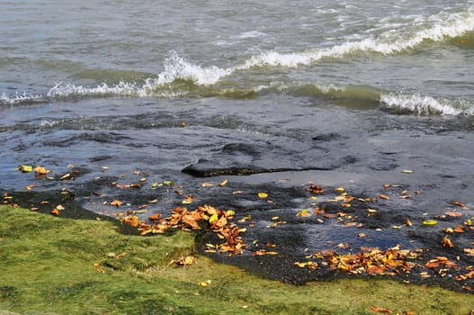 Algae leaves and water