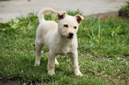 a small white dog looks away merrily