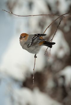  A female Pine Grosbeak (Pinicola enucleator) perched in snow-covered  tree. The Pine Grosbeak (Pinicola enucleator) is a large member of the true finch family, Fringillidae.