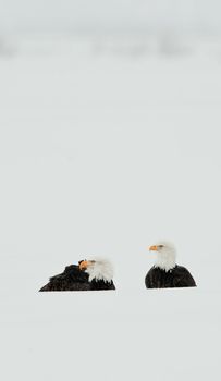 Two Bald  Eagle (Haliaeetus leucocephalus)  sits in snow